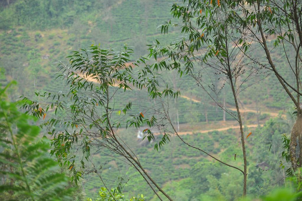 Tea & 3* Nawalapitiya