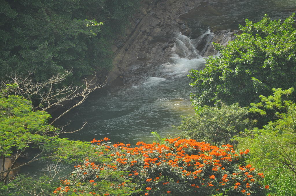 Tea & Nawalapitiya