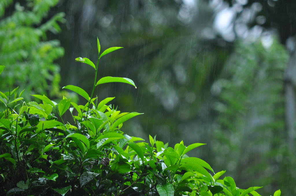 Resort Tea & Nawalapitiya